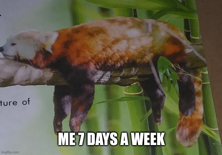 So true | ME 7 DAYS A WEEK | made w/ Imgflip meme maker