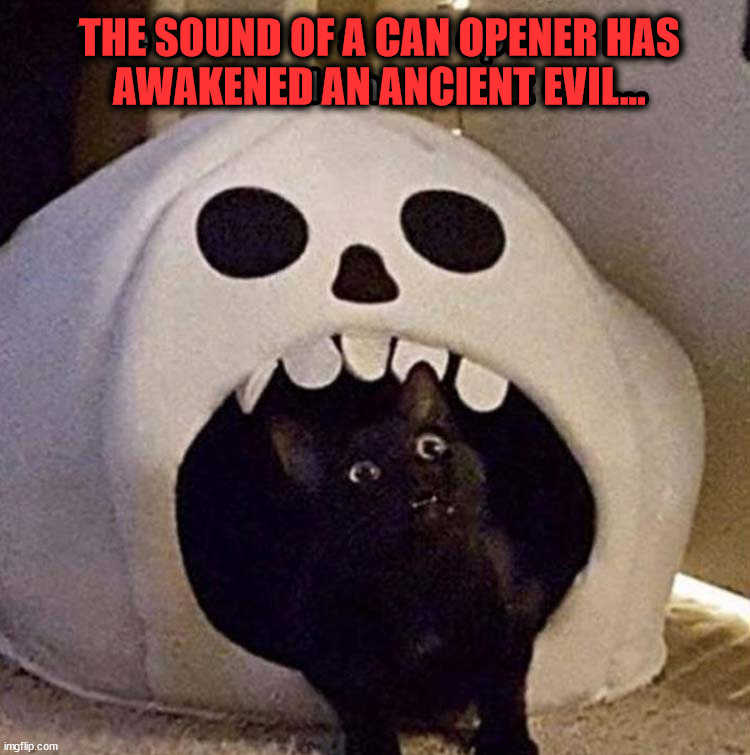 THE SOUND OF A CAN OPENER HAS
AWAKENED AN ANCIENT EVIL... | image tagged in cats | made w/ Imgflip meme maker