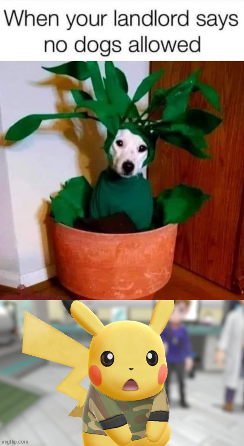 image tagged in shocked camo pikachu,dogs | made w/ Imgflip meme maker