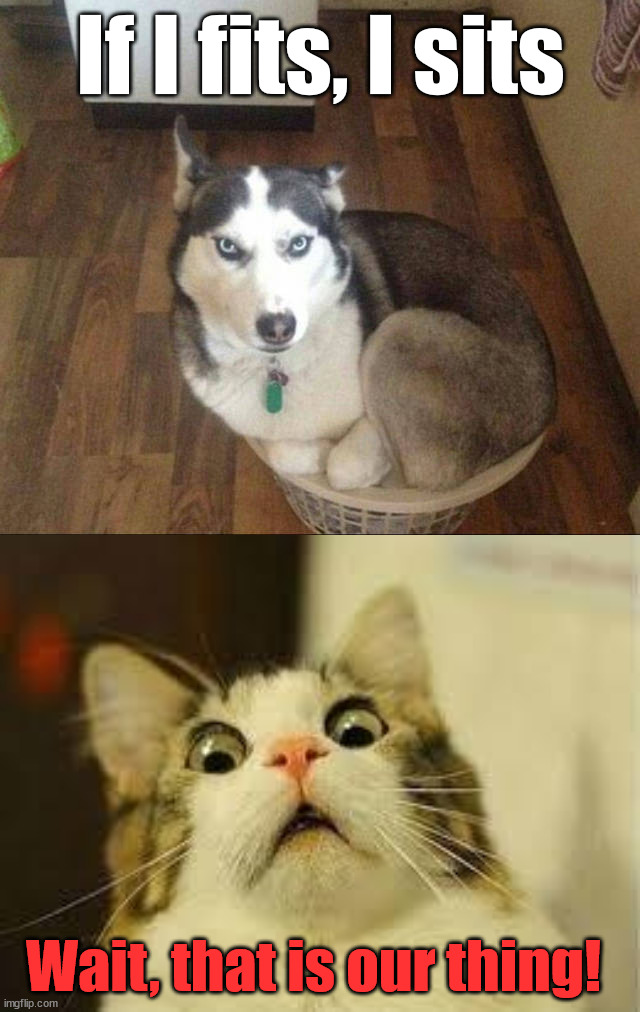 If I fits, I sits; Wait, that is our thing! | image tagged in shocked cat,dogs | made w/ Imgflip meme maker