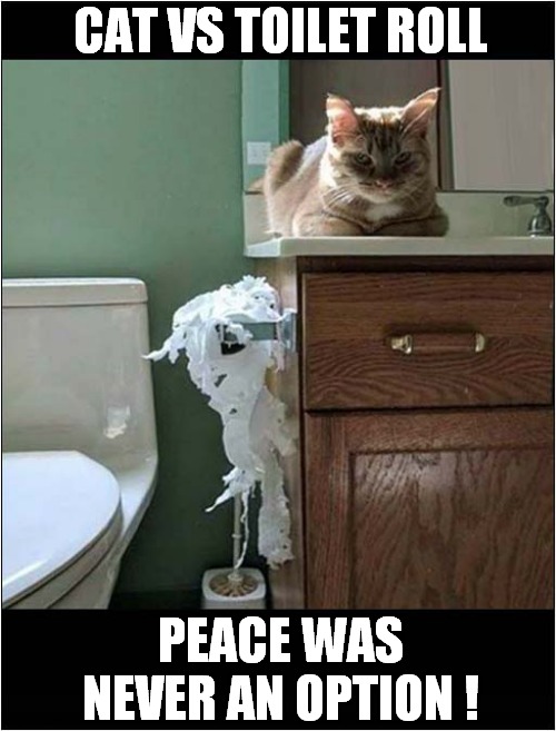 A Wonderful Expression ! | CAT VS TOILET ROLL; PEACE WAS NEVER AN OPTION ! | image tagged in cats,facial expressions,toilet roll,peace was never an option | made w/ Imgflip meme maker