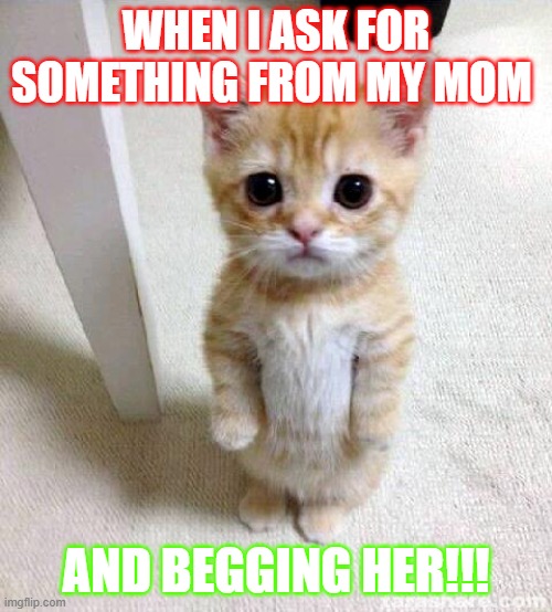 Cute Cat Meme | WHEN I ASK FOR SOMETHING FROM MY MOM; AND BEGGING HER!!! | image tagged in memes,cute cat | made w/ Imgflip meme maker