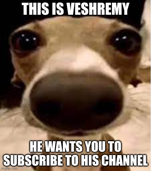 veshremy | THIS IS VESHREMY; HE WANTS YOU TO SUBSCRIBE TO HIS CHANNEL | image tagged in dog,youtube | made w/ Imgflip meme maker