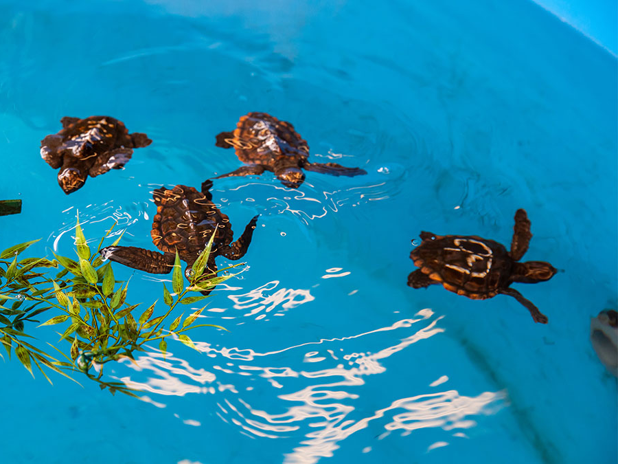 sea turtles Blank Meme Template