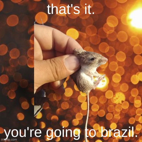 goodbye fat rat |  that's it. you're going to brazil. | image tagged in you're going to brazil,mouse,pets,funny,gaming,random | made w/ Imgflip meme maker