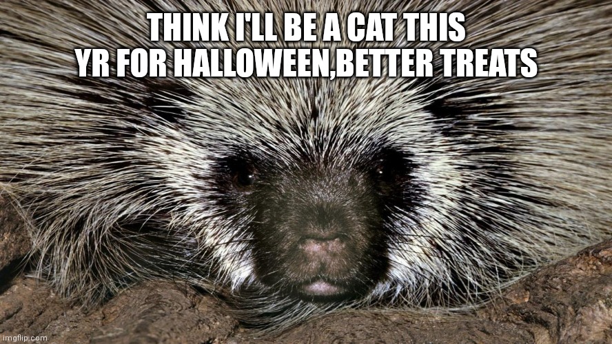 Porcupine | THINK I'LL BE A CAT THIS YR FOR HALLOWEEN,BETTER TREATS | image tagged in porcupine | made w/ Imgflip meme maker