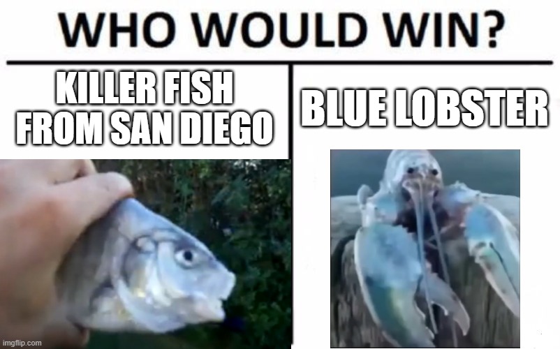 fish vs lobster | KILLER FISH FROM SAN DIEGO; BLUE LOBSTER | image tagged in fish,lobster | made w/ Imgflip meme maker