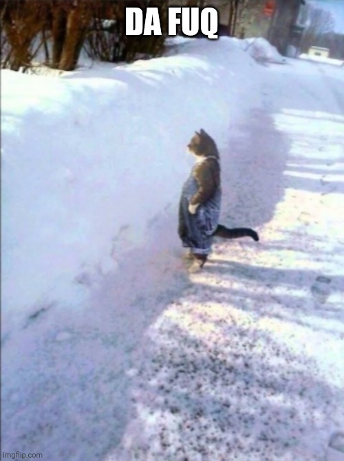Cat in snow | DA FUQ | image tagged in cat in snow | made w/ Imgflip meme maker