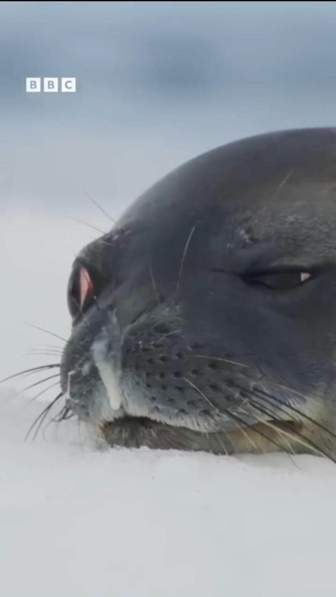 High Quality Uninterested Seal Blank Meme Template