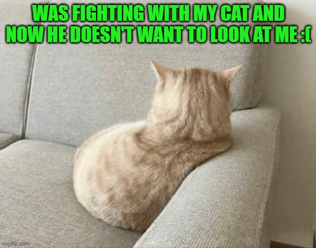 WAS FIGHTING WITH MY CAT AND NOW HE DOESN'T WANT TO LOOK AT ME :( | image tagged in cats | made w/ Imgflip meme maker