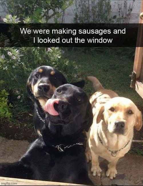 image tagged in dogs | made w/ Imgflip meme maker
