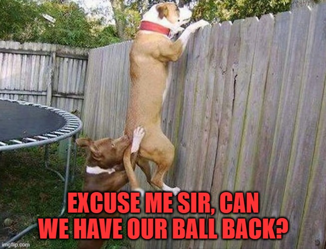 DOGS | EXCUSE ME SIR, CAN WE HAVE OUR BALL BACK? | image tagged in memes | made w/ Imgflip meme maker