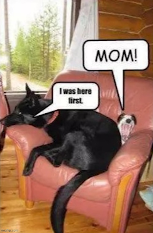 siblings | image tagged in dogs | made w/ Imgflip meme maker