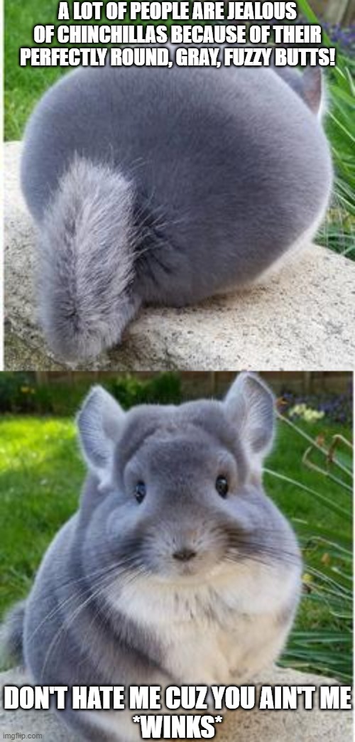 How can we compete? | A LOT OF PEOPLE ARE JEALOUS OF CHINCHILLAS BECAUSE OF THEIR PERFECTLY ROUND, GRAY, FUZZY BUTTS! DON'T HATE ME CUZ YOU AIN'T ME
*WINKS* | image tagged in chinchillas,body positivity,fuzzy,butt,jealous | made w/ Imgflip meme maker