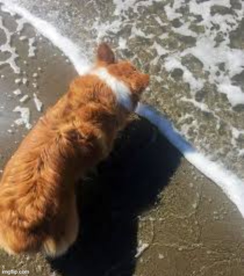 the dog made the image looks perfect | image tagged in dogs | made w/ Imgflip meme maker