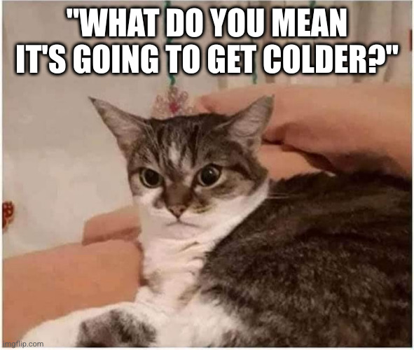 The cat is not happy about the cold coming | "WHAT DO YOU MEAN IT'S GOING TO GET COLDER?" | image tagged in cat,cold weather | made w/ Imgflip meme maker