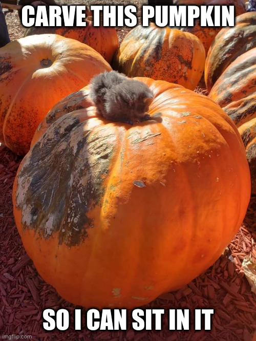 Kitten wants that pumpkin | CARVE THIS PUMPKIN; SO I CAN SIT IN IT | image tagged in cat,kitten,pumpkin | made w/ Imgflip meme maker