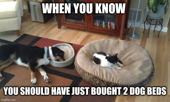 The cat will always claim the dogs bed | WHEN YOU KNOW; YOU SHOULD HAVE JUST BOUGHT 2 DOG BEDS | image tagged in cat,dog,funny dog | made w/ Imgflip meme maker