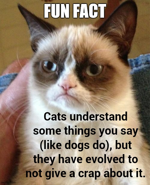 Unless it's food, of course. | FUN FACT; Cats understand some things you say (like dogs do), but they have evolved to not give a crap about it. | image tagged in memes,grumpy cat,funny,animals,cats | made w/ Imgflip meme maker