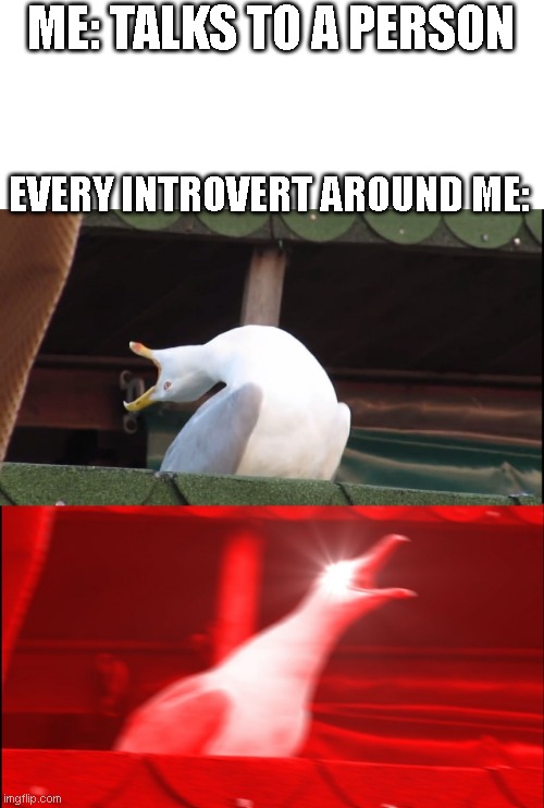 Introverts | ME: TALKS TO A PERSON; EVERY INTROVERT AROUND ME: | image tagged in screaming bird,introvert,introverts | made w/ Imgflip meme maker