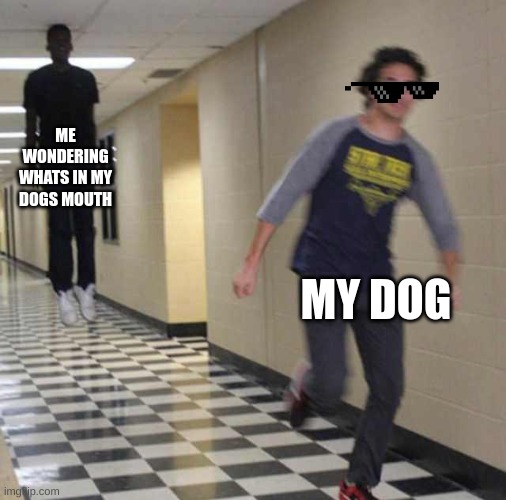 JUST STAY LIKE A GOOD BOY | ME WONDERING WHATS IN MY DOGS MOUTH; MY DOG | image tagged in floating boy chasing running boy,dog | made w/ Imgflip meme maker