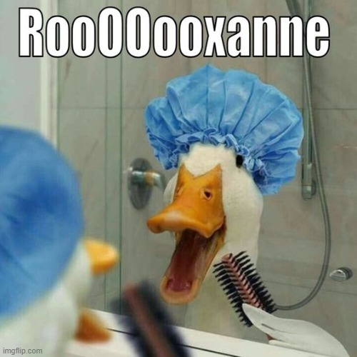 image tagged in duck | made w/ Imgflip meme maker