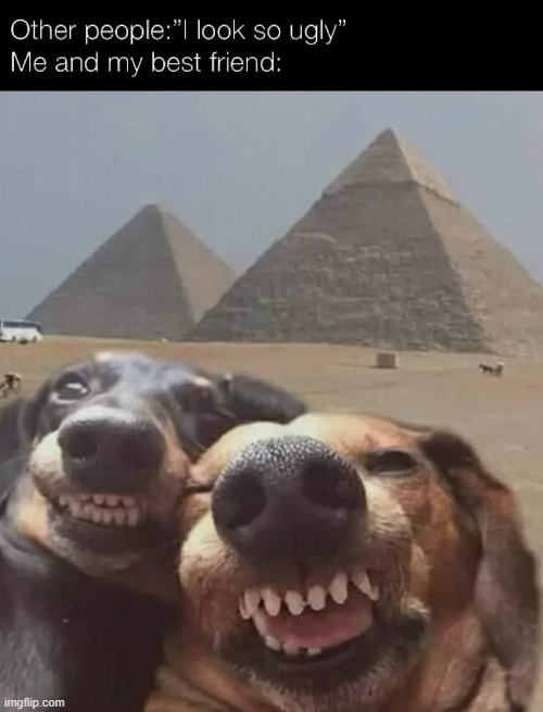 image tagged in dogs | made w/ Imgflip meme maker