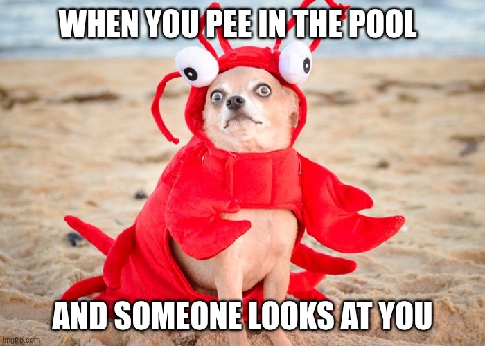 when you pee in the pool and someone looks at you | WHEN YOU PEE IN THE POOL; AND SOMEONE LOOKS AT YOU | image tagged in sus,funnny | made w/ Imgflip meme maker