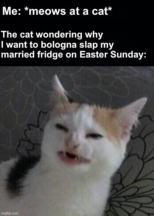 u wot m8 | Me: *meows at a cat*; The cat wondering why I want to bologna slap my married fridge on Easter Sunday: | image tagged in memes,unfunny | made w/ Imgflip meme maker