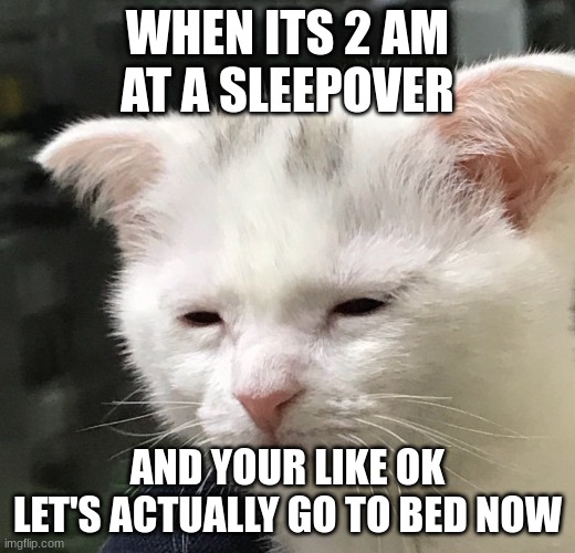 this is the best | WHEN ITS 2 AM AT A SLEEPOVER; AND YOUR LIKE OK LET'S ACTUALLY GO TO BED NOW | image tagged in funny,tired cat | made w/ Imgflip meme maker