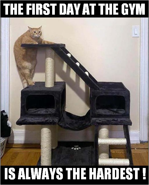 Fighting The Flab ! | THE FIRST DAY AT THE GYM; IS ALWAYS THE HARDEST ! | image tagged in cats,fat cat,exercise | made w/ Imgflip meme maker