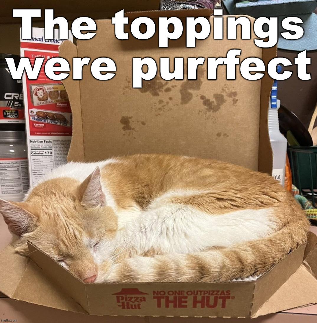 The toppings were purrfect | image tagged in cats | made w/ Imgflip meme maker