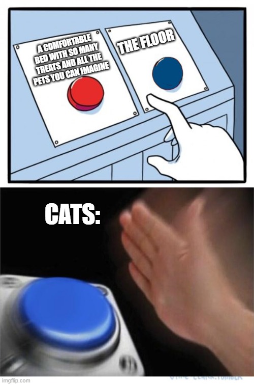 every cat ever... | THE FLOOR; A COMFORTABLE BED WITH SO MANY TREATS AND ALL THE PETS YOU CAN IMAGINE; CATS: | image tagged in two buttons 1 blue | made w/ Imgflip meme maker
