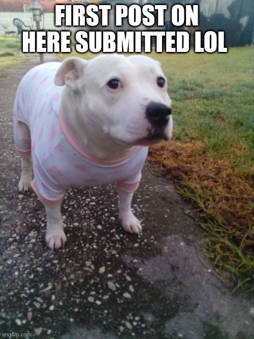 High quality Huh Dog | FIRST POST ON HERE SUBMITTED LOL | image tagged in high quality huh dog | made w/ Imgflip meme maker