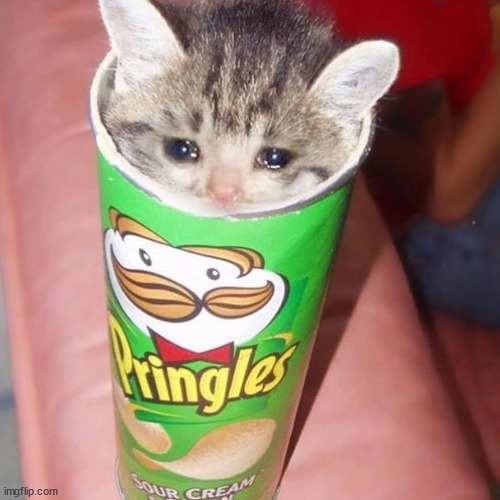 pringle catto | image tagged in cursed cat | made w/ Imgflip meme maker