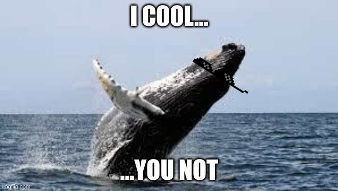 Cool Whale | I COOL... ...YOU NOT | image tagged in whale | made w/ Imgflip meme maker