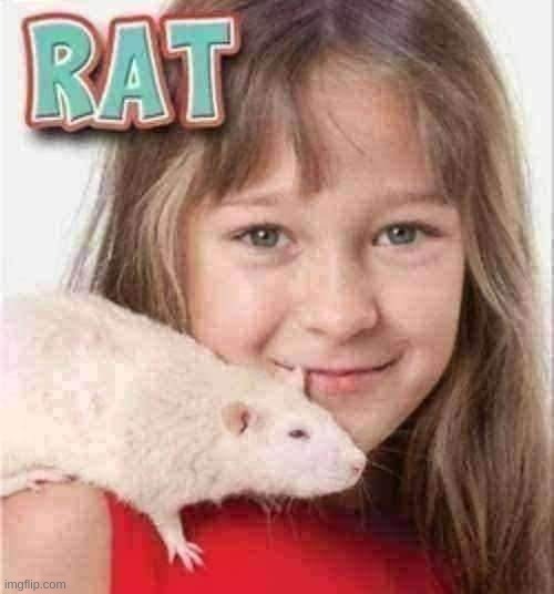 rat | image tagged in rat | made w/ Imgflip meme maker