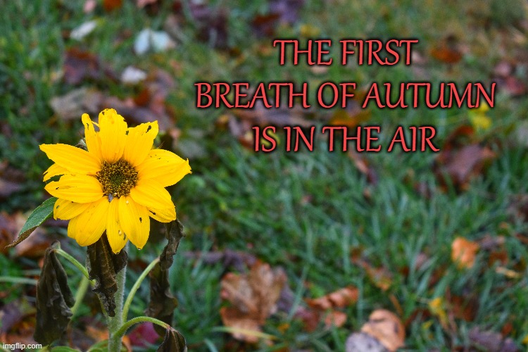 the first breath of autumn | THE FIRST BREATH OF AUTUMN IS IN THE AIR | image tagged in autumn,dasey | made w/ Imgflip meme maker