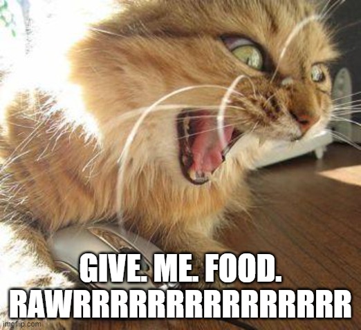angry cat | GIVE. ME. FOOD. RAWRRRRRRRRRRRRRRR | image tagged in angry cat | made w/ Imgflip meme maker