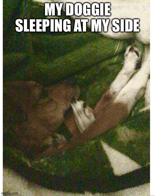 My Lucky sleeping with me | MY DOGGIE SLEEPING AT MY SIDE | image tagged in doggie | made w/ Imgflip meme maker