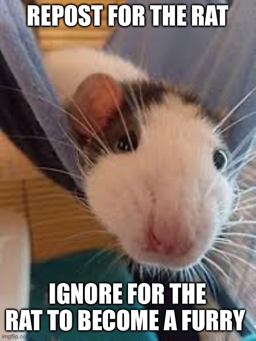 also doing anything else counts as ignoring | REPOST FOR THE RAT; IGNORE FOR THE RAT TO BECOME A FURRY | image tagged in the rat | made w/ Imgflip meme maker