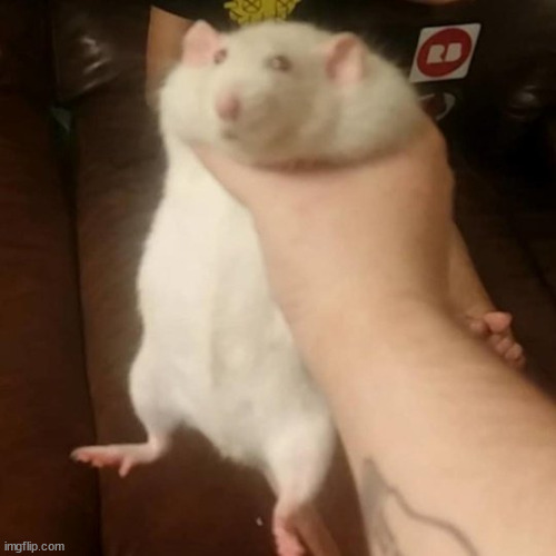 rat | image tagged in grabbing a fat rat | made w/ Imgflip meme maker