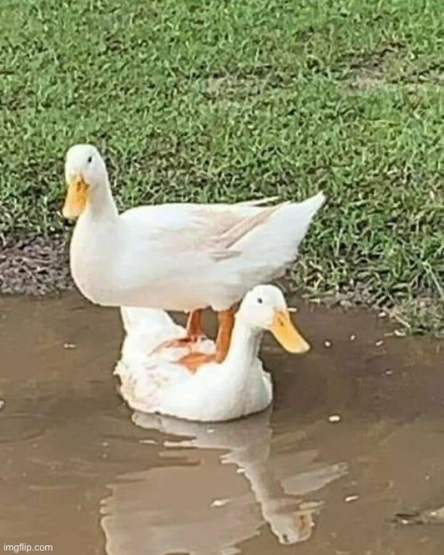 Duck on duck | image tagged in duck,oh wow are you actually reading these tags,stop reading the tags,you have been eternally cursed for reading the tags | made w/ Imgflip meme maker
