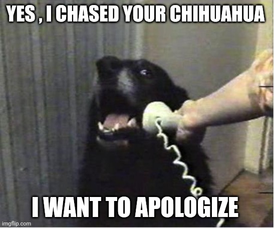Yes this is dog | YES , I CHASED YOUR CHIHUAHUA; I WANT TO APOLOGIZE | image tagged in yes this is dog | made w/ Imgflip meme maker