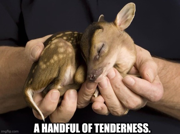 Baby deer spotted fawn cute | A HANDFUL OF TENDERNESS. | image tagged in baby deer spotted fawn cute | made w/ Imgflip meme maker