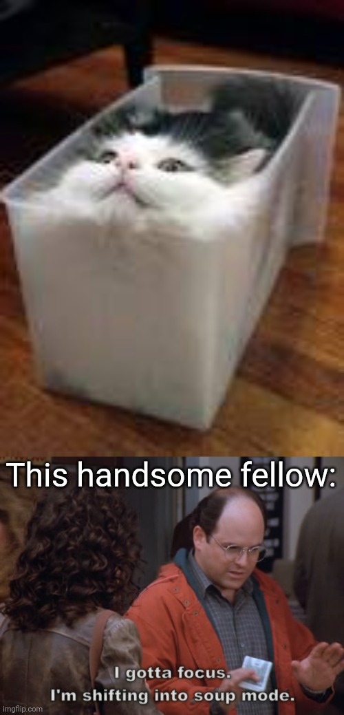 Handsome fellow | This handsome fellow: | image tagged in i gotta focus i'm shifting into soup mode,memes,cats,handsome,good boy | made w/ Imgflip meme maker