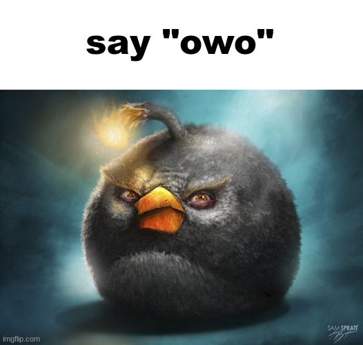 angry birds bomb | say "owo" | image tagged in angry birds bomb | made w/ Imgflip meme maker