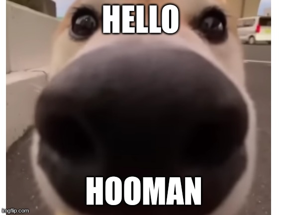 doge says something | HELLO; HOOMAN | image tagged in happy dog | made w/ Imgflip meme maker