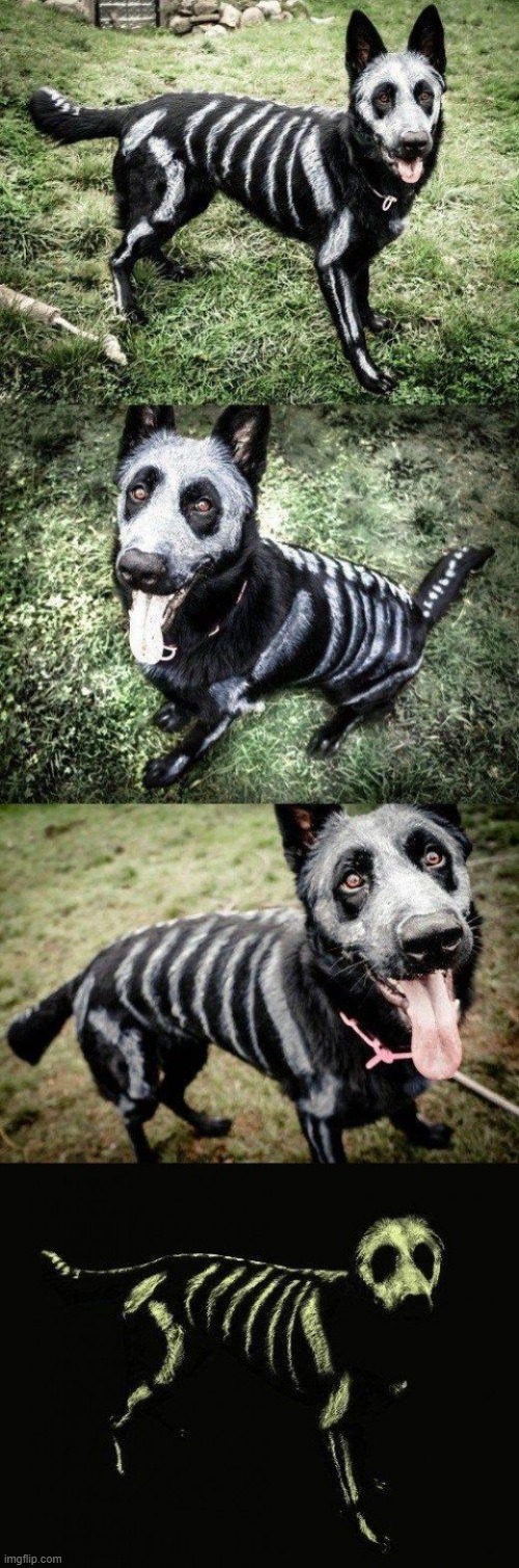 Skeleton Dog | image tagged in dogs | made w/ Imgflip meme maker