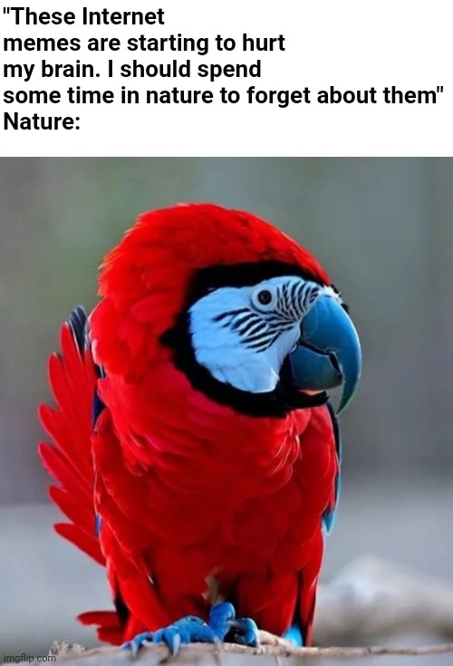 Thanks Nature ? | "These Internet memes are starting to hurt my brain. I should spend some time in nature to forget about them"
Nature: | image tagged in blank white template,parrot,among us,amogus,among us everywhere | made w/ Imgflip meme maker